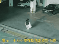 母女车库遭碾压，女儿不幸身亡！